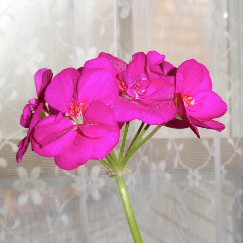 DSC02945 - Version 2