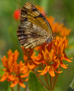 butterfly_weed
