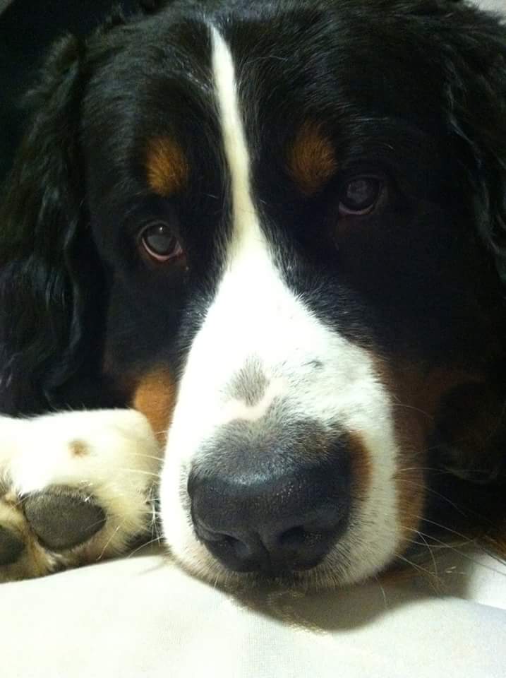 FB_IMG_1464720765216.jpg image