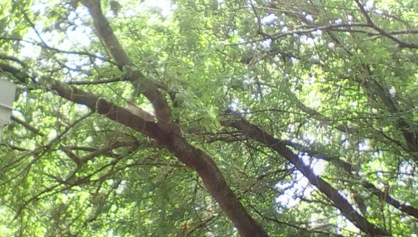 wp-1463703143863 image